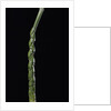 Phyllostachys edulis var. heterocycla (tortoiseshell bamboo, Kikkouchiku) by Anonymous