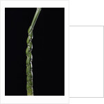 Phyllostachys edulis var. heterocycla (tortoiseshell bamboo, Kikkouchiku) by Anonymous