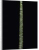 Phyllostachys edulis var. heterocycla (tortoiseshell bamboo, Kikkouchiku) by Anonymous