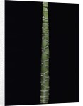 Phyllostachys edulis var. heterocycla (tortoiseshell bamboo, Kikkouchiku) by Anonymous