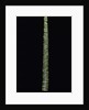 Phyllostachys edulis var. heterocycla (tortoiseshell bamboo, Kikkouchiku) by Anonymous
