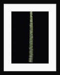 Phyllostachys edulis var. heterocycla (tortoiseshell bamboo, Kikkouchiku) by Anonymous