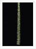 Phyllostachys edulis var. heterocycla (tortoiseshell bamboo, Kikkouchiku) by Anonymous
