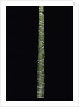 Phyllostachys edulis var. heterocycla (tortoiseshell bamboo, Kikkouchiku) by Anonymous