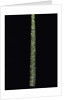 Phyllostachys edulis var. heterocycla (tortoiseshell bamboo, Kikkouchiku) by Anonymous