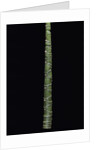 Phyllostachys edulis var. heterocycla (tortoiseshell bamboo, Kikkouchiku) by Anonymous