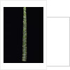Phyllostachys edulis var. heterocycla (tortoiseshell bamboo, Kikkouchiku) by Anonymous