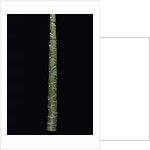 Phyllostachys edulis var. heterocycla (tortoiseshell bamboo, Kikkouchiku) by Anonymous