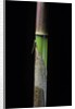 Phyllostachys flexuosa (sinuate bamboo) - young culm by Anonymous