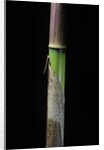 Phyllostachys flexuosa (sinuate bamboo) - young culm by Anonymous
