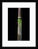 Phyllostachys flexuosa (sinuate bamboo) - young culm by Anonymous