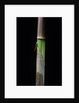 Phyllostachys flexuosa (sinuate bamboo) - young culm by Anonymous