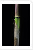 Phyllostachys flexuosa (sinuate bamboo) - young culm by Anonymous