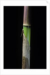 Phyllostachys flexuosa (sinuate bamboo) - young culm by Anonymous