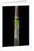 Phyllostachys flexuosa (sinuate bamboo) - young culm by Anonymous