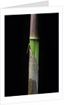 Phyllostachys flexuosa (sinuate bamboo) - young culm by Anonymous