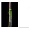 Phyllostachys flexuosa (sinuate bamboo) - young culm by Anonymous