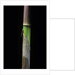 Phyllostachys flexuosa (sinuate bamboo) - young culm by Anonymous
