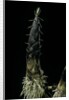 Phyllostachys pubescens (Moso bamboo) - shoot by Anonymous