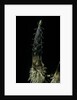 Phyllostachys pubescens (Moso bamboo) - shoot by Anonymous