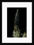 Phyllostachys pubescens (Moso bamboo) - shoot by Anonymous