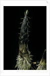 Phyllostachys pubescens (Moso bamboo) - shoot by Anonymous