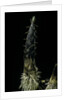 Phyllostachys pubescens (Moso bamboo) - shoot by Anonymous