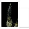 Phyllostachys pubescens (Moso bamboo) - shoot by Anonymous