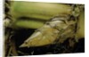 Phyllostachys pubescens (Moso bamboo) - rhizome bud by Anonymous