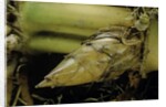 Phyllostachys pubescens (Moso bamboo) - rhizome bud by Anonymous