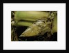 Phyllostachys pubescens (Moso bamboo) - rhizome bud by Anonymous