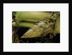 Phyllostachys pubescens (Moso bamboo) - rhizome bud by Anonymous