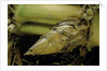 Phyllostachys pubescens (Moso bamboo) - rhizome bud by Anonymous