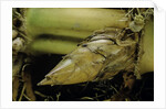 Phyllostachys pubescens (Moso bamboo) - rhizome bud by Anonymous