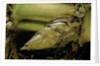 Phyllostachys pubescens (Moso bamboo) - rhizome bud by Anonymous