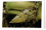 Phyllostachys pubescens (Moso bamboo) - rhizome bud by Anonymous