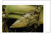 Phyllostachys pubescens (Moso bamboo) - rhizome bud by Anonymous