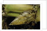 Phyllostachys pubescens (Moso bamboo) - rhizome bud by Anonymous