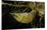 Phyllostachys pubescens (Moso bamboo) - rhizome bud by Anonymous