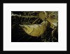Phyllostachys pubescens (Moso bamboo) - rhizome bud by Anonymous
