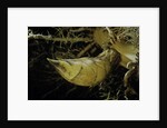 Phyllostachys pubescens (Moso bamboo) - rhizome bud by Anonymous