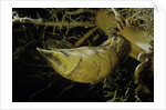 Phyllostachys pubescens (Moso bamboo) - rhizome bud by Anonymous
