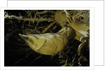 Phyllostachys pubescens (Moso bamboo) - rhizome bud by Anonymous