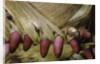 Phyllostachys pubescens (Moso bamboo) - young roots by Anonymous