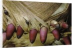 Phyllostachys pubescens (Moso bamboo) - young roots by Anonymous