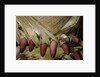 Phyllostachys pubescens (Moso bamboo) - young roots by Anonymous