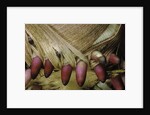 Phyllostachys pubescens (Moso bamboo) - young roots by Anonymous