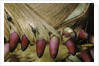 Phyllostachys pubescens (Moso bamboo) - young roots by Anonymous