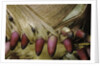 Phyllostachys pubescens (Moso bamboo) - young roots by Anonymous