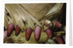 Phyllostachys pubescens (Moso bamboo) - young roots by Anonymous